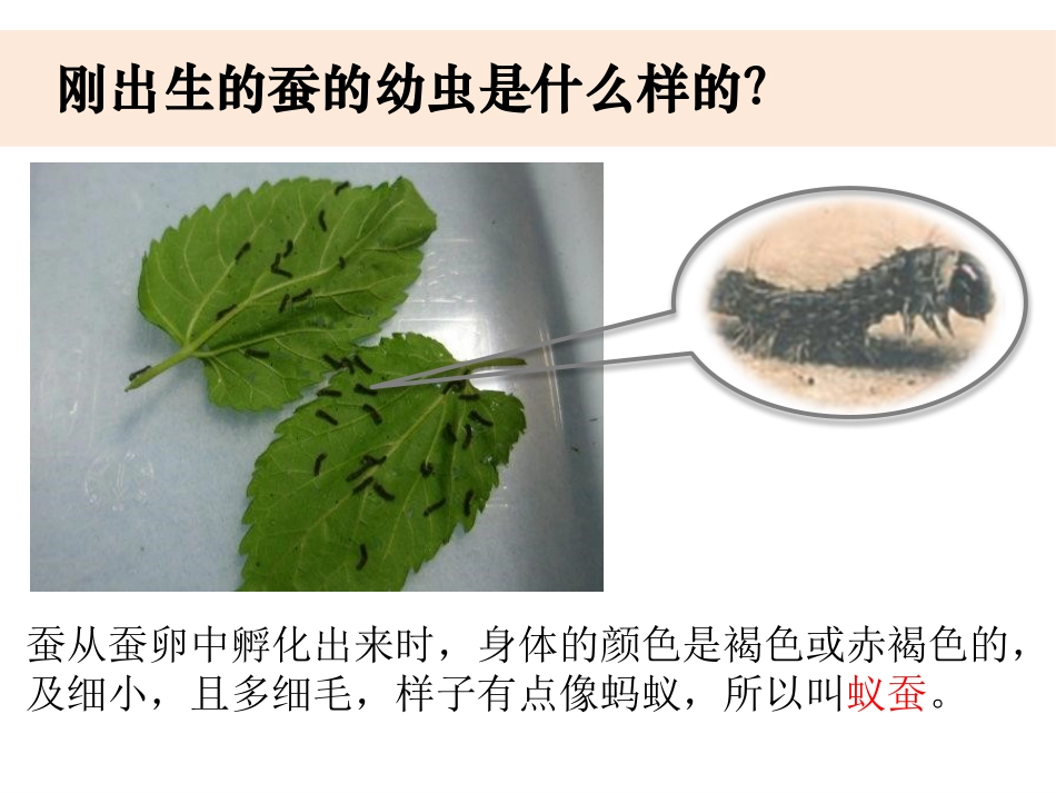 《蚕长大了》PPT课件[教科版三年级科学下册]_第3页