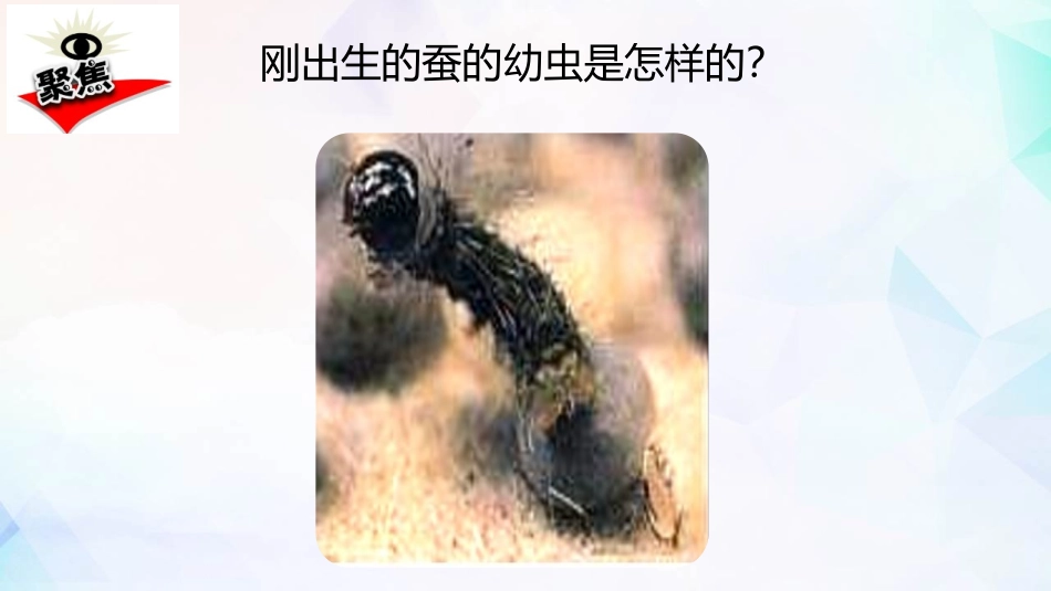 《蚕长大了》PPT教学课件[教科版三年级科学下册]_第2页