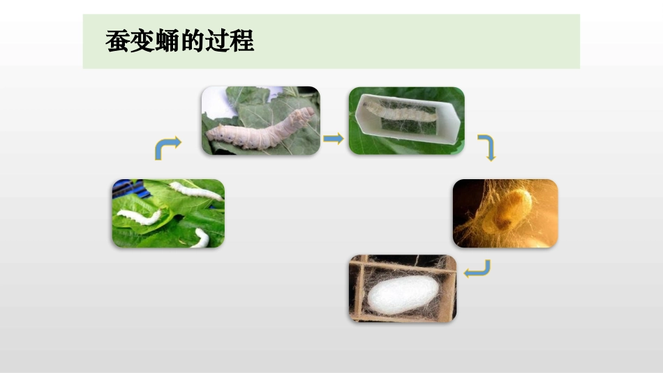 《蚕变了新模样》PPT课件[教科版三年级科学下册]_第3页