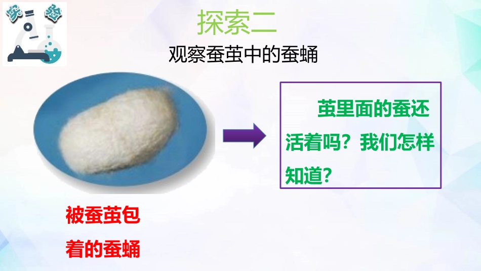 《蚕变了新模样》PPT课件[教科版三年级科学下册]_第3页