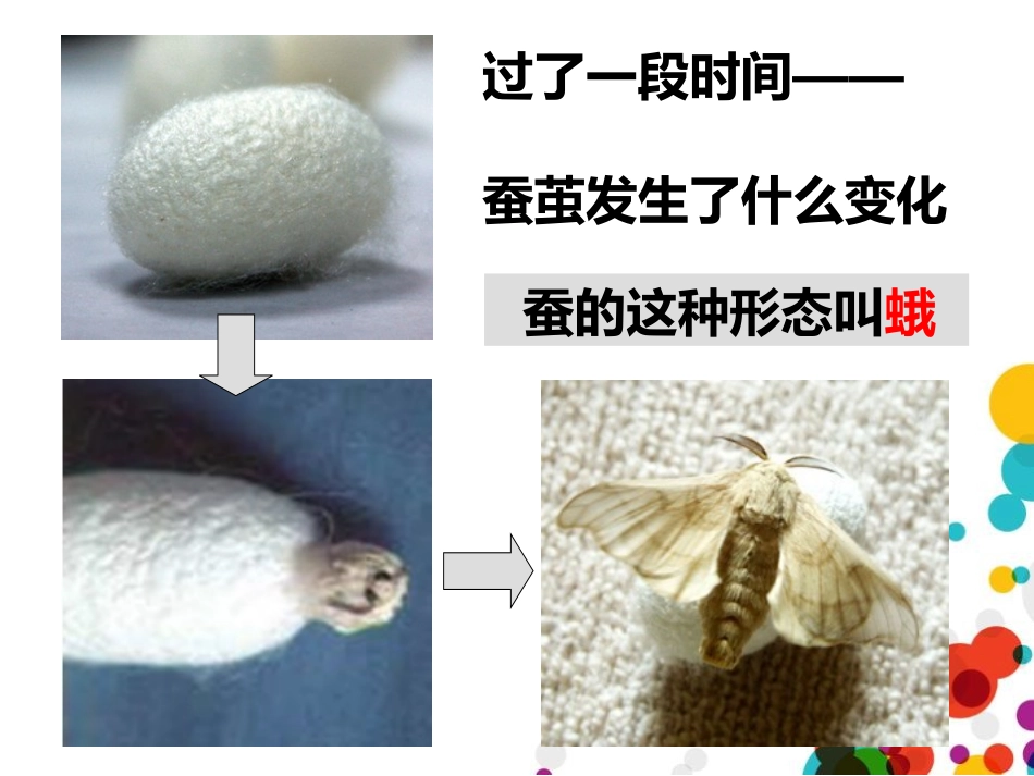 《茧中钻出了蚕蛾》PPT课件[教科版三年级科学下册]_第2页