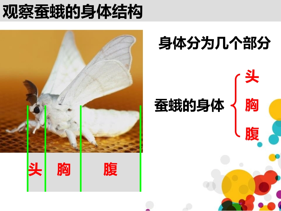 《茧中钻出了蚕蛾》PPT课件[教科版三年级科学下册]_第3页