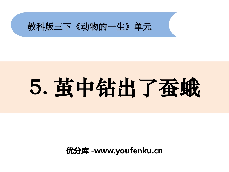 《茧中钻出了蚕蛾》PPT课件[教科版三年级科学下册]_第1页