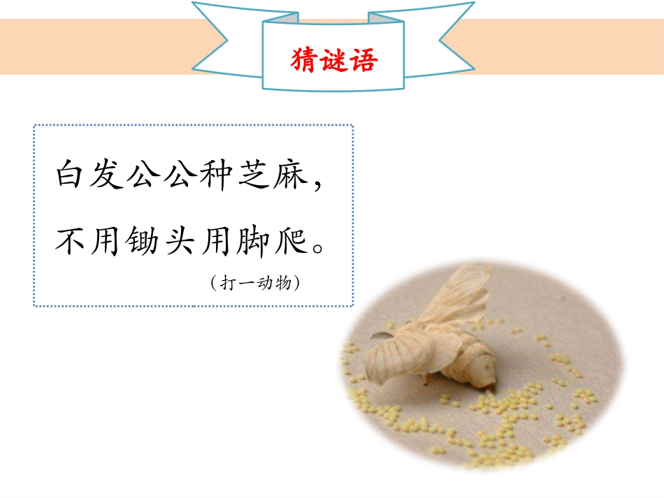 《茧中钻出了蚕蛾》PPT课件[教科版三年级科学下册]_第2页