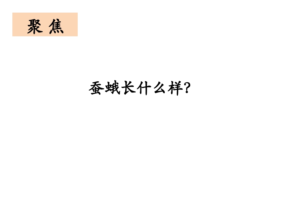 《茧中钻出了蚕蛾》PPT课件[教科版三年级科学下册]_第3页