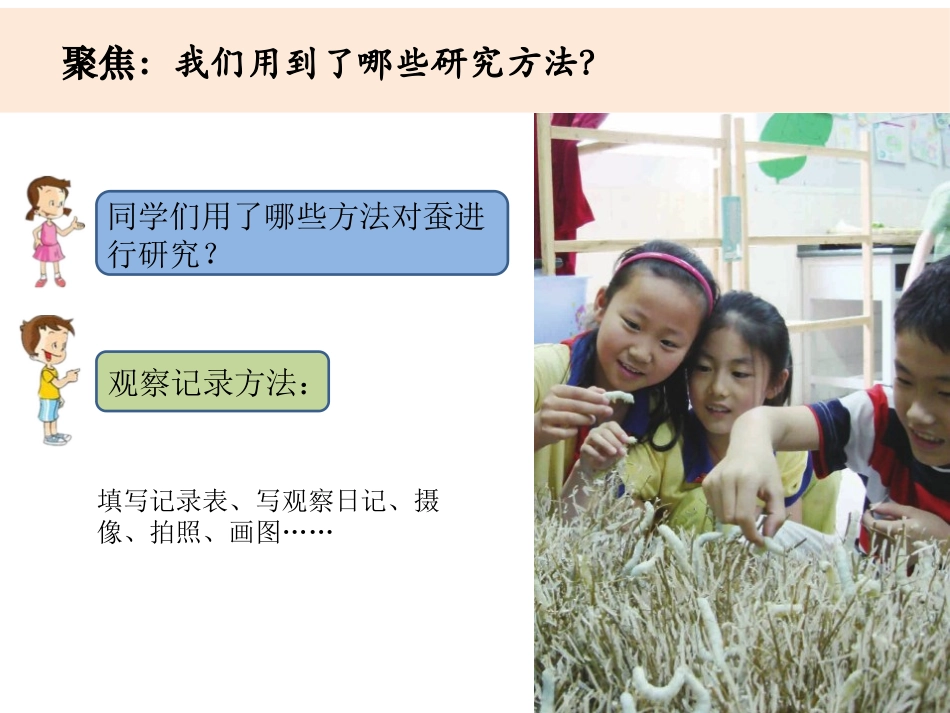 《蚕的一生》PPT分PPT课件[教科版三年级科学下册]_第2页