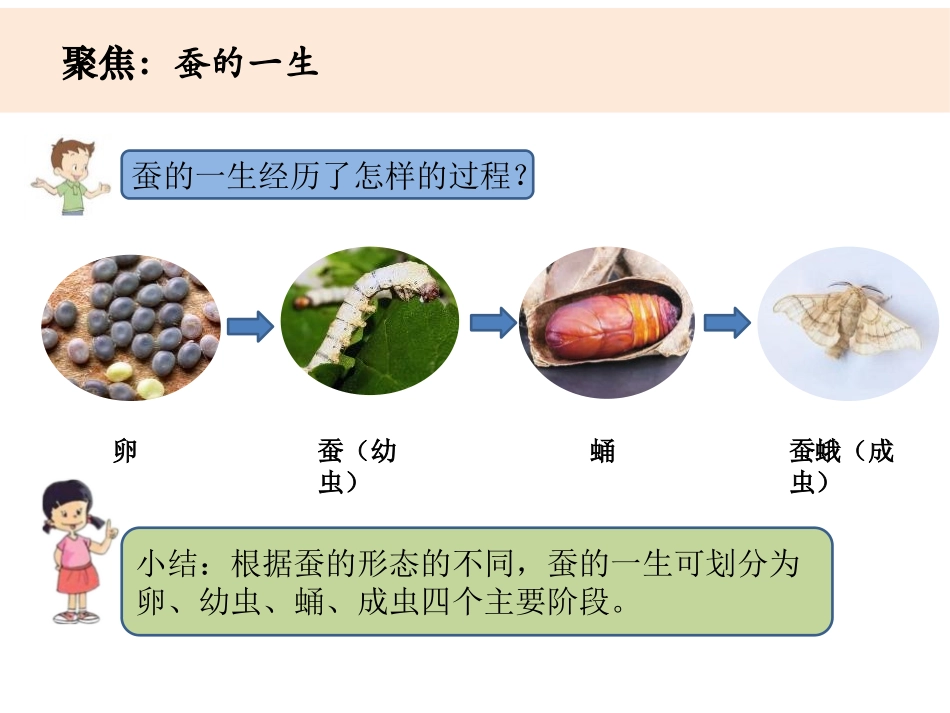 《蚕的一生》PPT分PPT课件[教科版三年级科学下册]_第3页