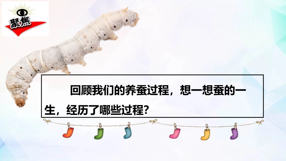 《蚕的一生》PPT教学课件[教科版三年级科学下册]_第2页