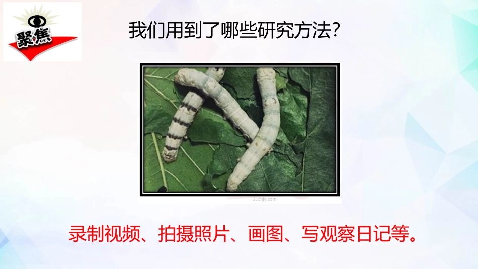 《蚕的一生》PPT教学课件[教科版三年级科学下册]_第3页