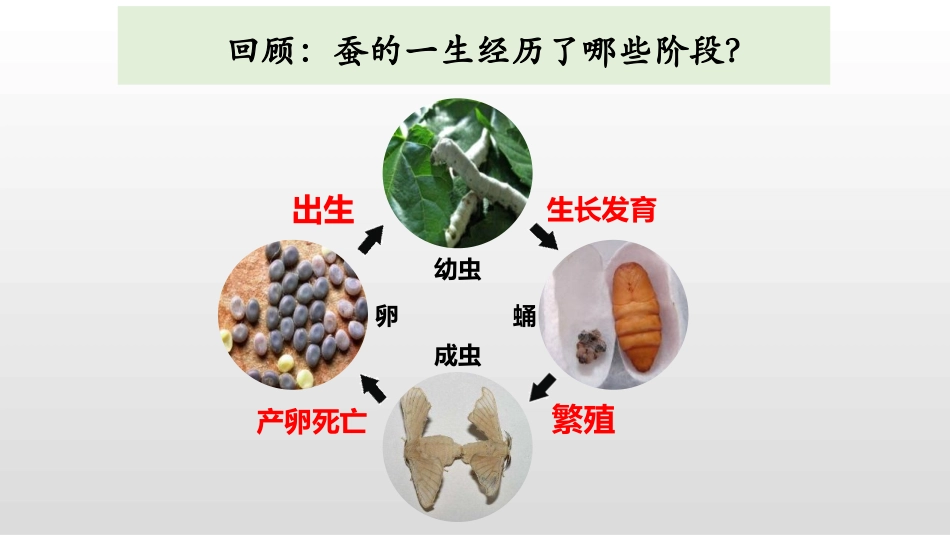 《动物的一生》PPT教学课件[教科版三年级科学下册]_第3页