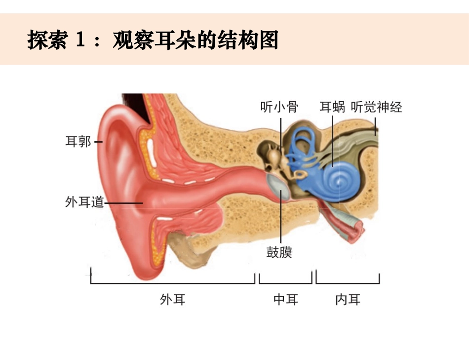 《我们是怎样听到声音的》PPT课件[教科版四年级科学上册]_第2页