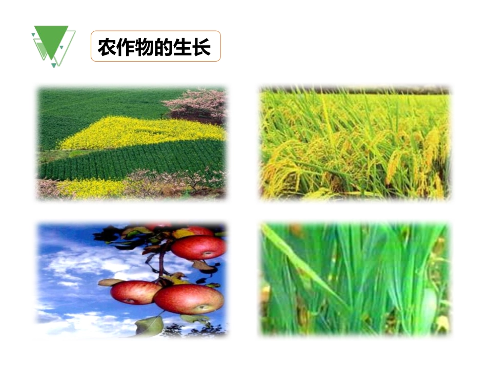 《化学肥料》PPT课件[人教版九年级化学下册]_第2页