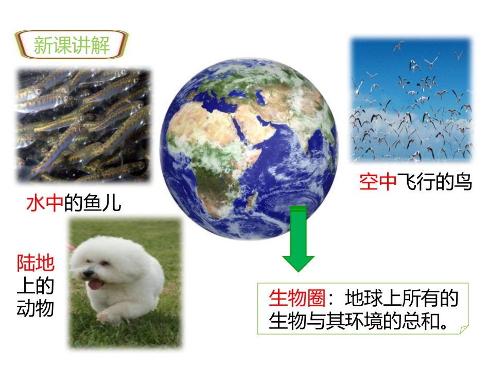 《生物与环境的关系》PPT教学课件[人教版七年级生物上册]_第3页