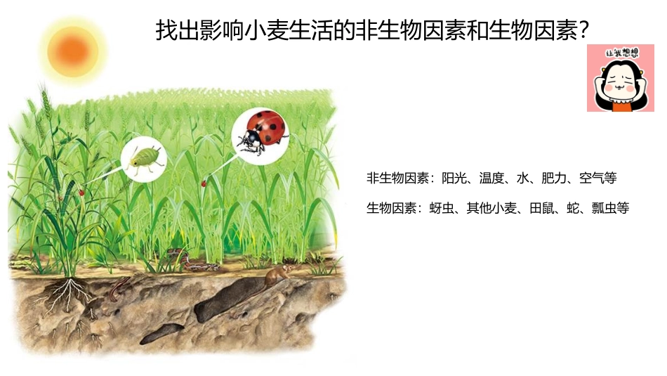 《生物与环境的关系》PPT免费课件[人教版七年级生物上册]_第3页