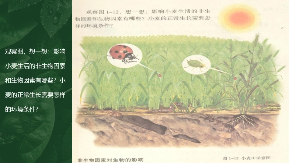 《生物与环境组成生态系统》PPT课件[人教版七年级生物上册]_第2页