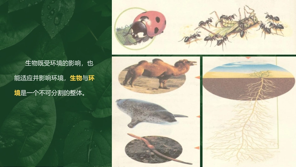 《生物与环境组成生态系统》PPT课件[人教版七年级生物上册]_第3页