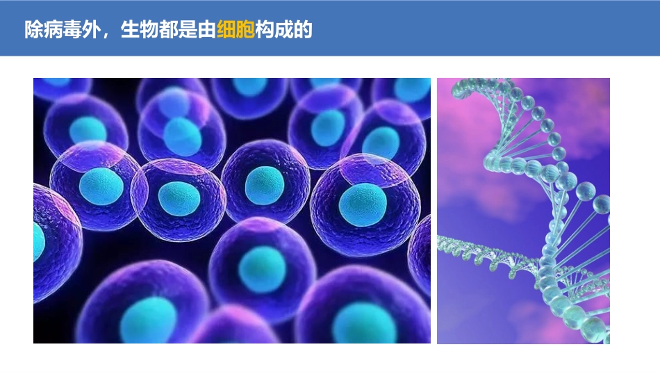 《练习使用显微镜》PPT课件[人教版七年级生物上册]_第2页