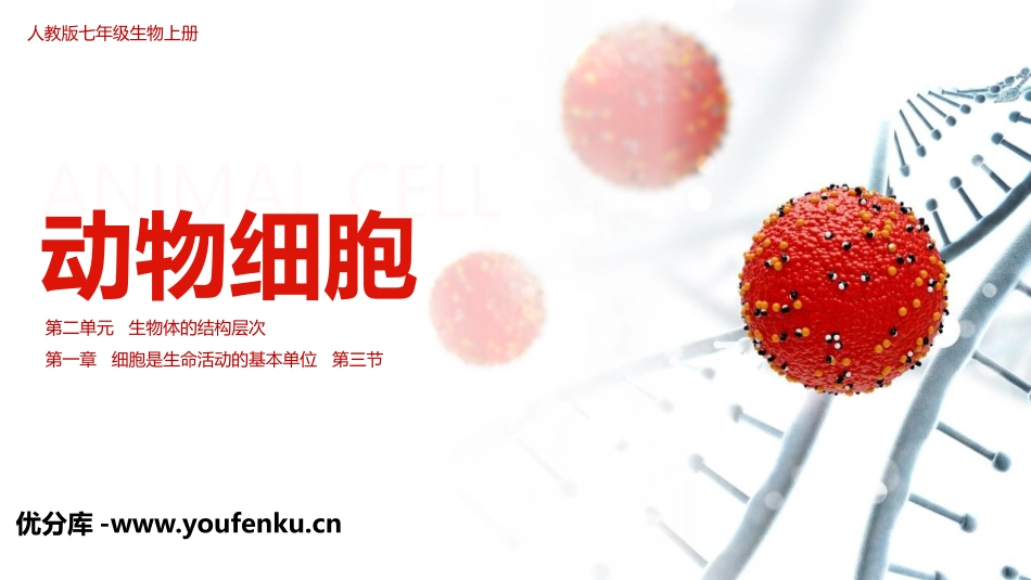 《动物细胞》PPT课件[人教版七年级生物上册]_第1页