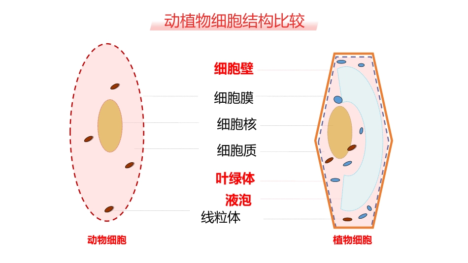 《细胞的生活》PPT教学课件[人教版七年级生物上册]_第2页
