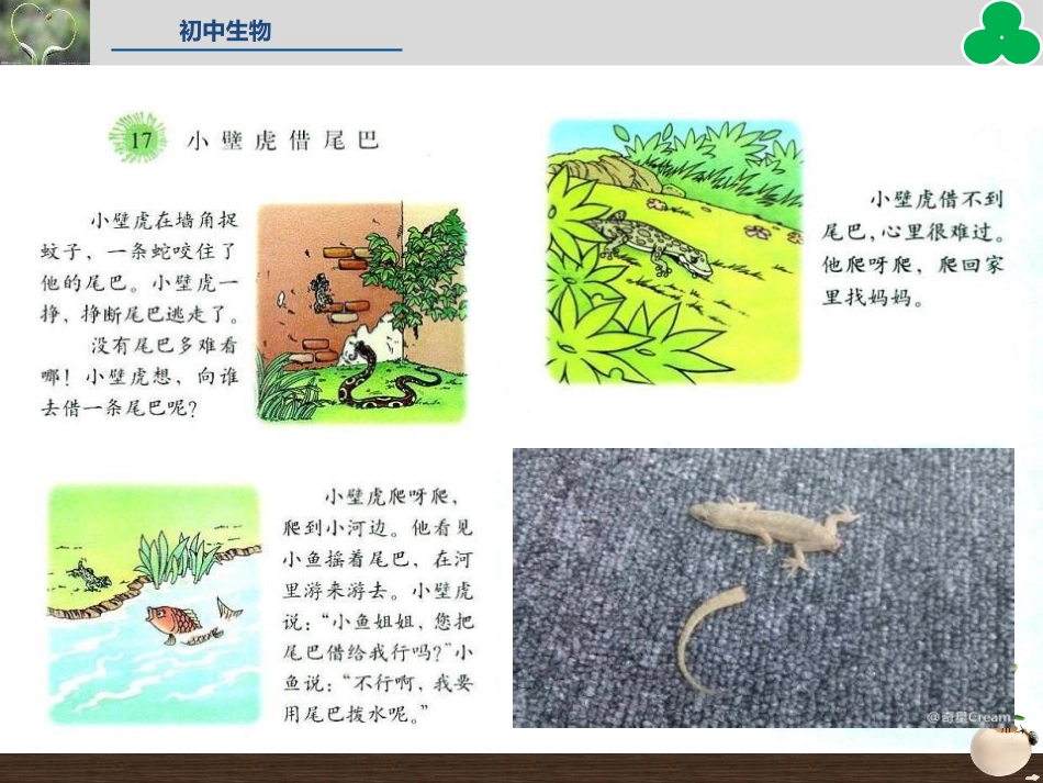 《细胞通过分裂产生新细胞》PPT教学课件[人教版七年级生物]_第2页