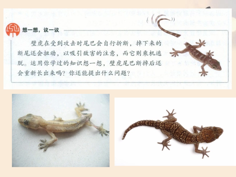 《细胞通过分裂产生新细胞》PPT课件[人教版七年级生物上册]_第2页