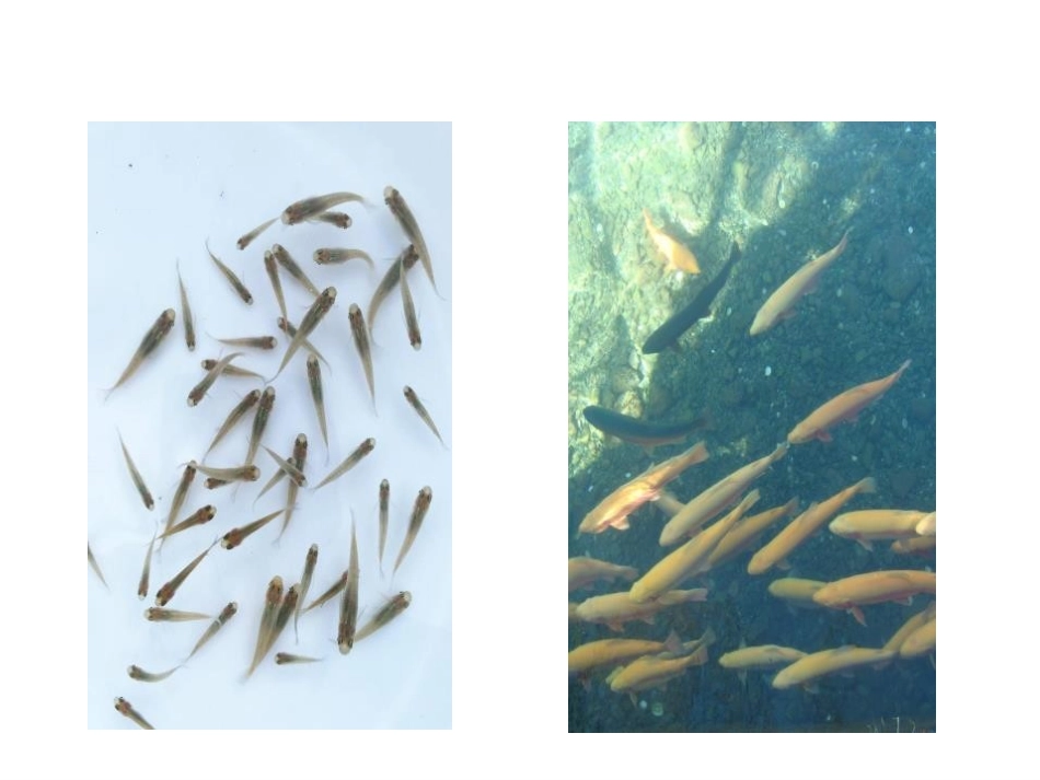 《细胞通过分裂产生新细胞》PPT免费课件[人教版七年级生物]_第3页