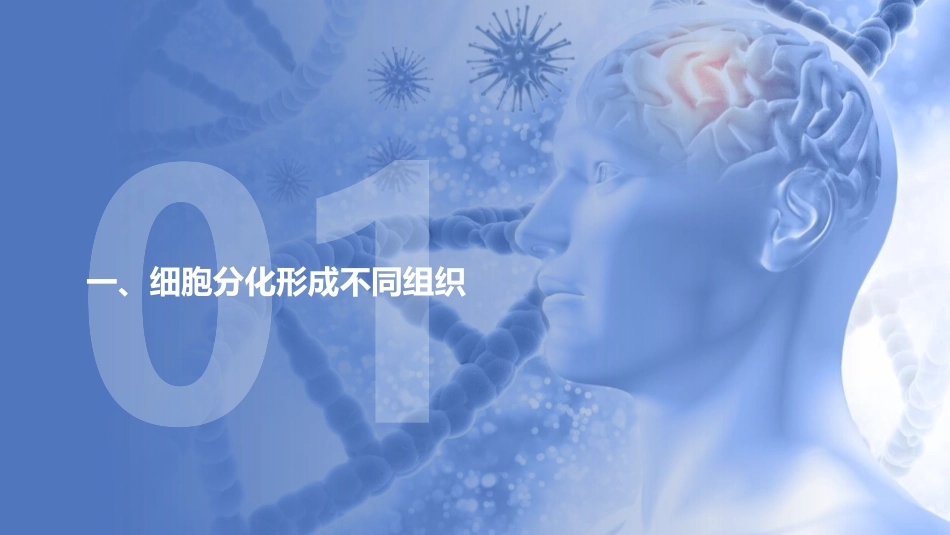 《动物体的结构层次》PPT教学课件[人教版七年级生物上册]_第2页