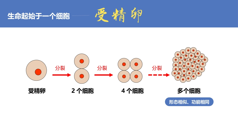 《动物体的结构层次》PPT教学课件[人教版七年级生物上册]_第3页