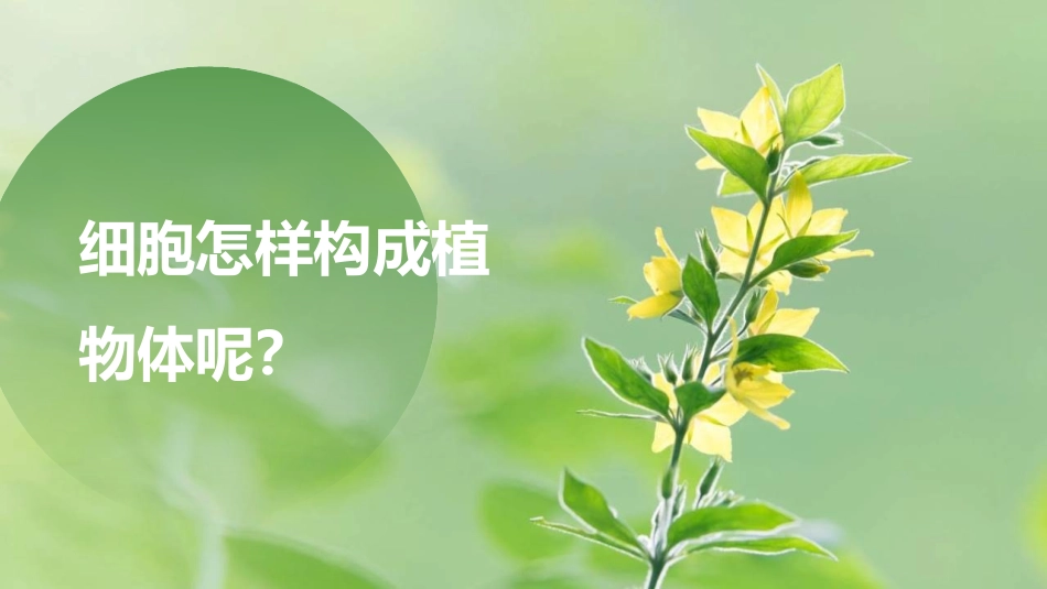 《植物体的结构层次》PPT教学课件[人教版七年级生物上册]_第3页
