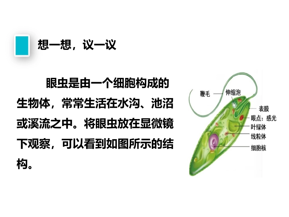 《单细胞生物》PPT免费课件[人教版七年级生物上册]_第2页