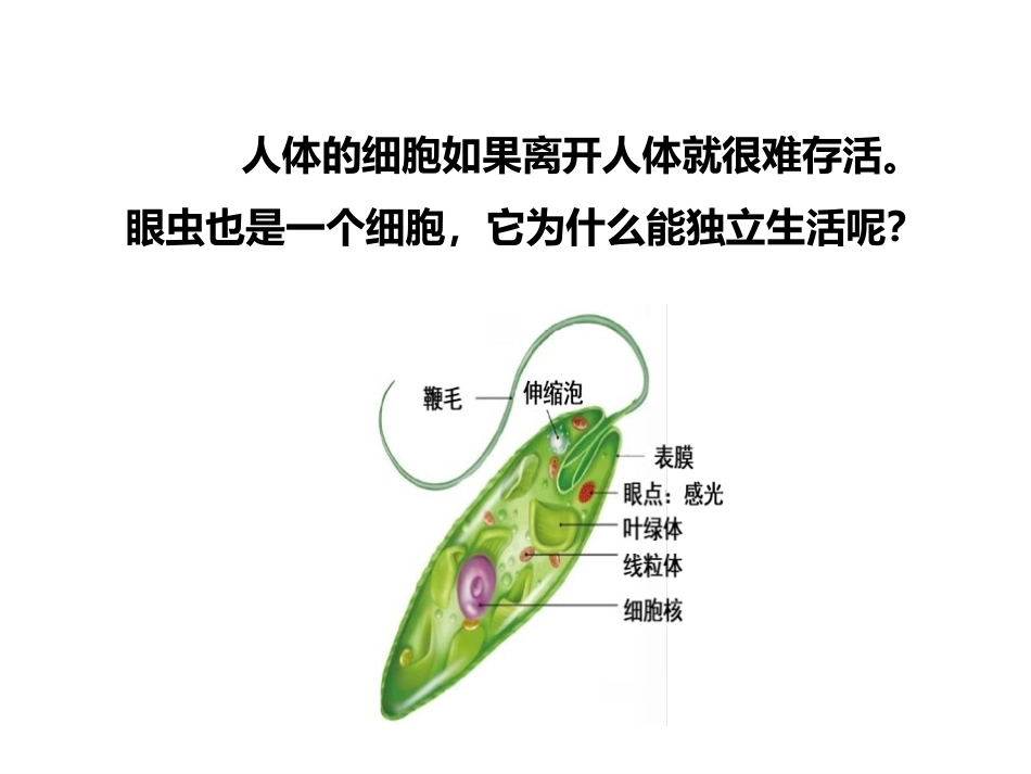 《单细胞生物》PPT免费课件[人教版七年级生物上册]_第3页