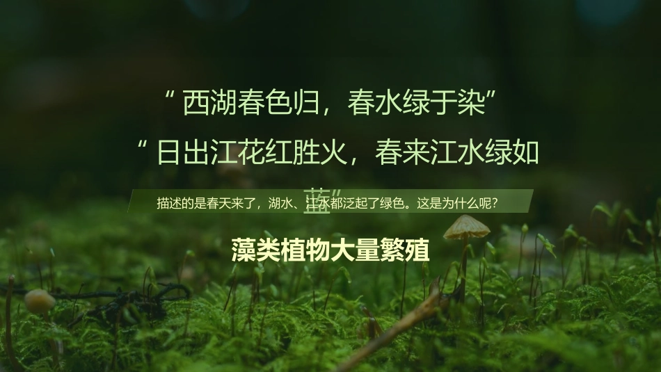 《藻类、苔藓和蕨类植物》PPT教学课件[人教版七年级生物]_第2页