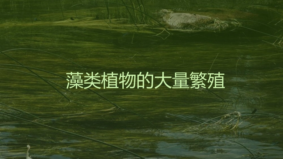 《藻类、苔藓和蕨类植物》PPT教学课件[人教版七年级生物]_第3页