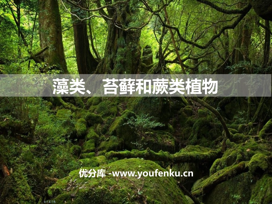 《藻类、苔藓和蕨类植物》PPT课件[人教版七年级生物上册]_第1页