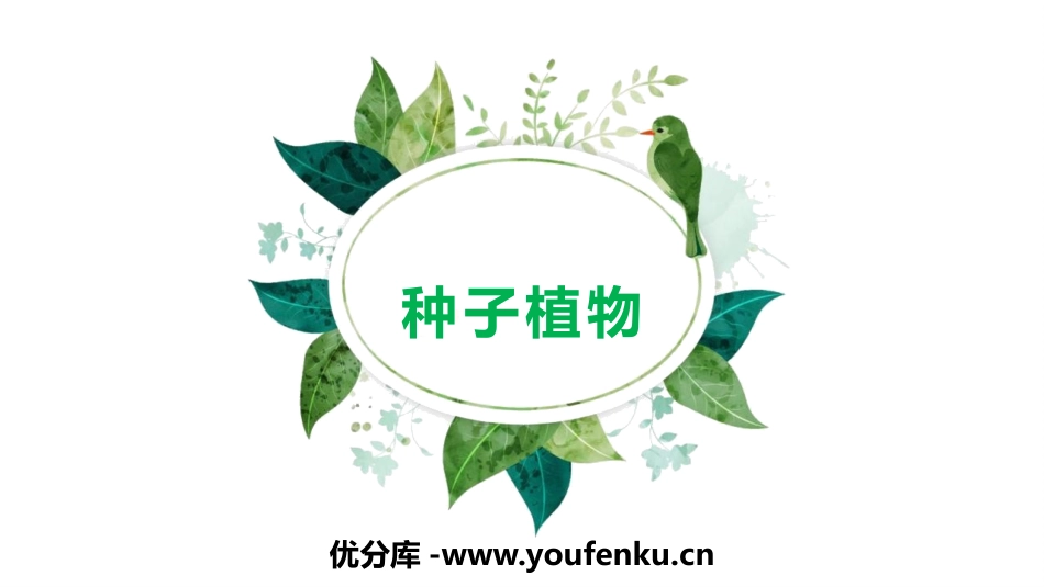 《种子植物》PPT免费课件[人教版七年级生物上册]_第1页
