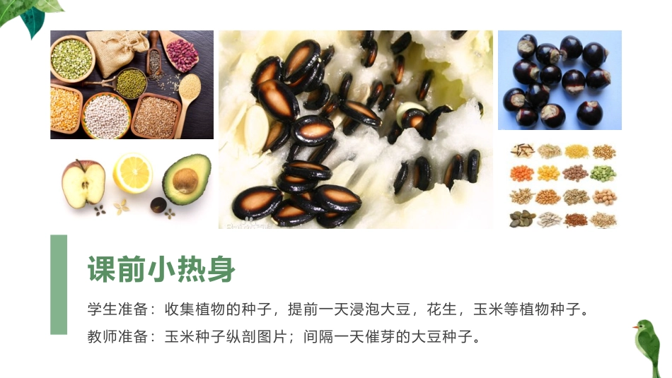 《种子植物》PPT免费课件[人教版七年级生物上册]_第2页