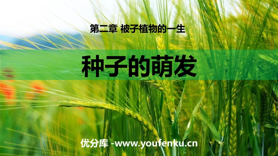 《种子的萌发》PPT课件[人教版七年级生物上册]_第1页