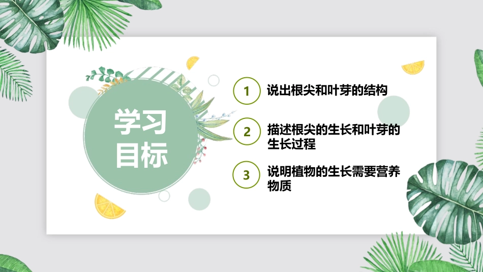 《植株的生长》PPT教学课件[人教版七年级生物上册]_第2页