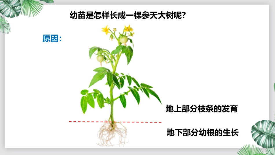 《植株的生长》PPT教学课件[人教版七年级生物上册]_第3页