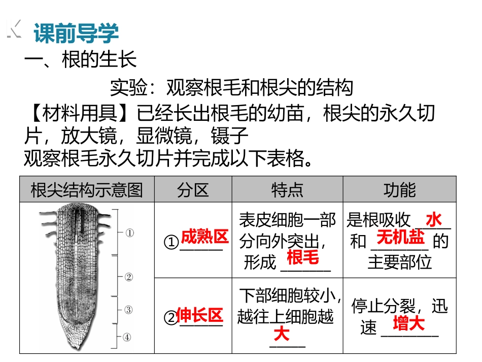 《植株的生长》PPT课件[人教版七年级生物上册]_第3页