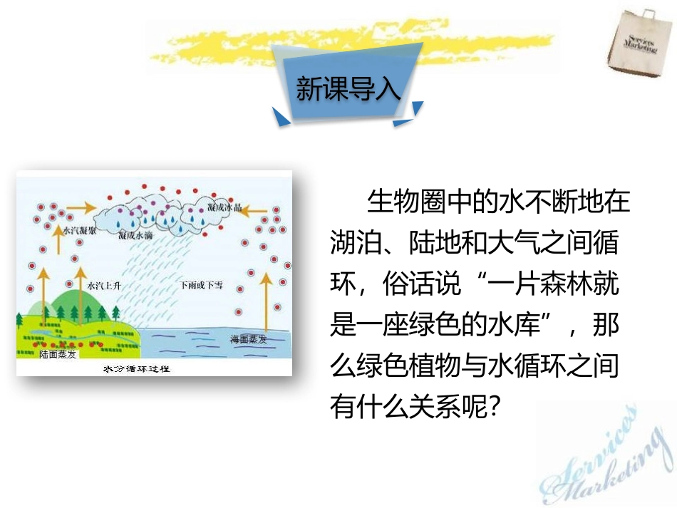 《绿色植物与生物圈的水循环》PPT课件[人教版七年级生物]_第3页