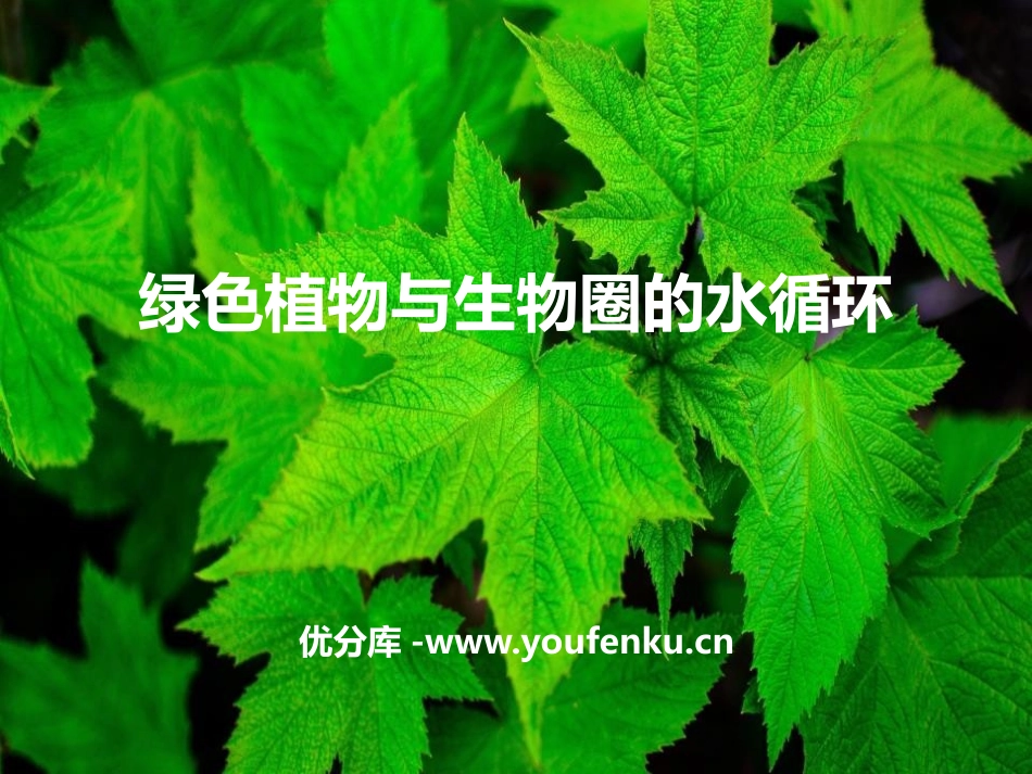 《绿色植物与生物圈的水循环》PPT教学课件[人教版七年级生物]_第1页