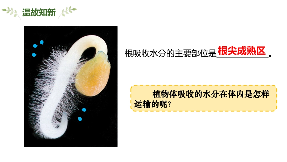 《绿色植物与生物圈的水循环》PPT免费课件[人教版七年级生物]_第3页