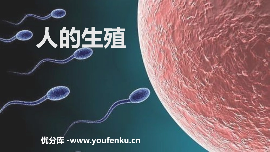 《人的生殖》PPT课件[人教版七年级生物下册]_第1页