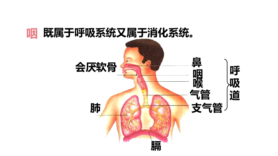 《呼吸道对空气的处理》PPT课件[人教版七年级生物下册]_第3页