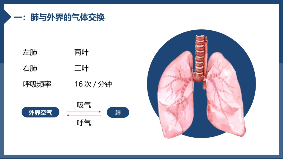 《发生在肺内的气体交换》PPT教学课件[人教版七年级生物]_第3页