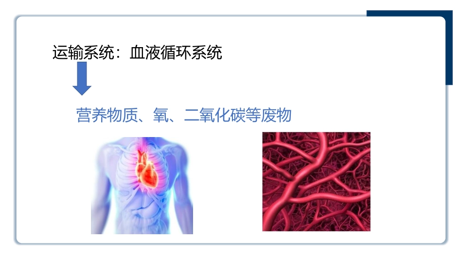 《流动的组织-血液》PPT教学课件[人教版七年级生物下册]_第3页