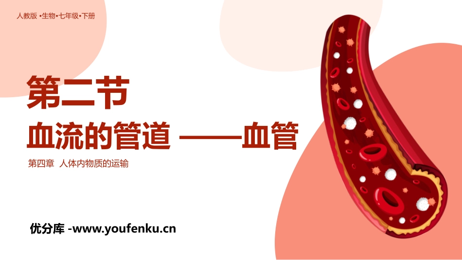 《血流的管道-血管》PPT教学课件[人教版七年级生物下册]_第1页