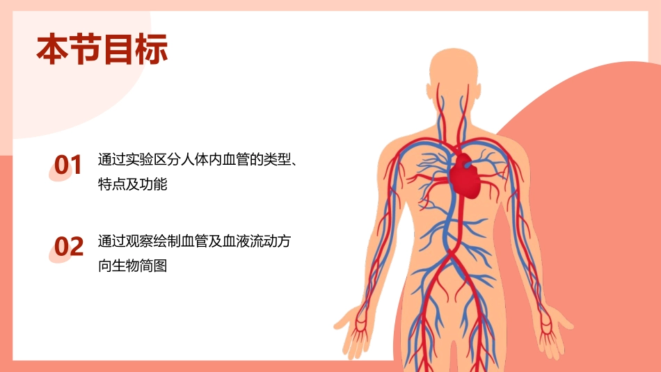 《血流的管道-血管》PPT教学课件[人教版七年级生物下册]_第2页