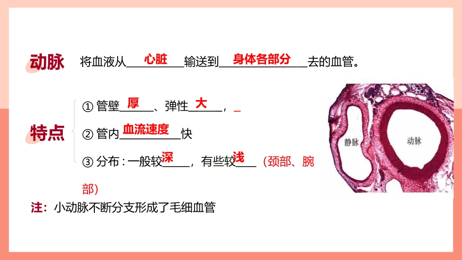 《血流的管道-血管》PPT教学课件[人教版七年级生物下册]_第3页